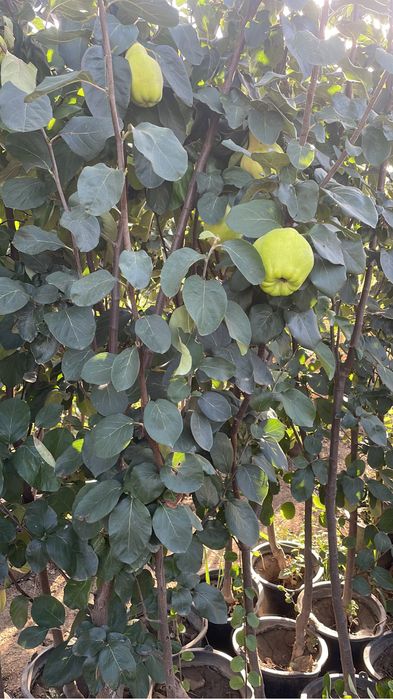 Pomi fructiferi pe rod/kaki/smokin/rodiu