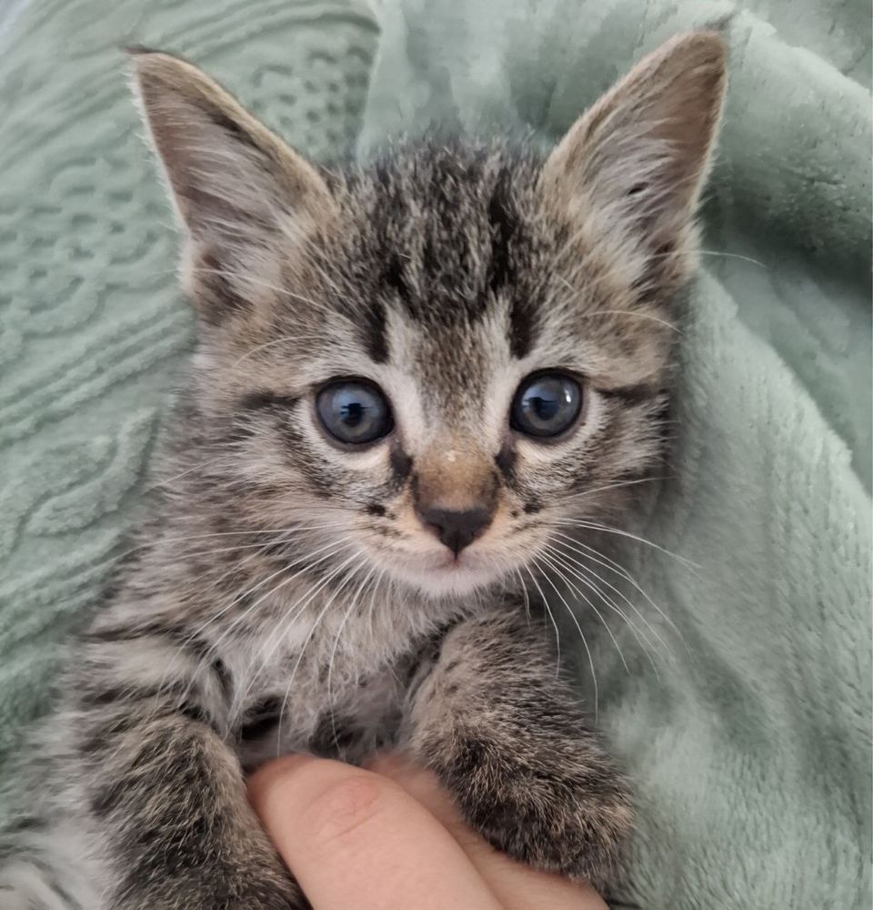 Котенок ищет дом