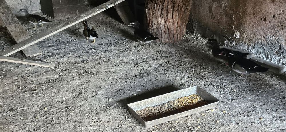 Rațe Mandarine – Pereche/Grup, sănătoase și îngrijite