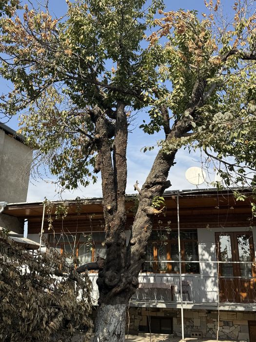 Черешня бесплатно срочно