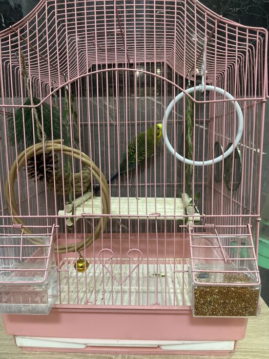 Продам попугая с клеткой