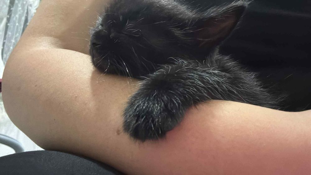 Британска мъжка котка