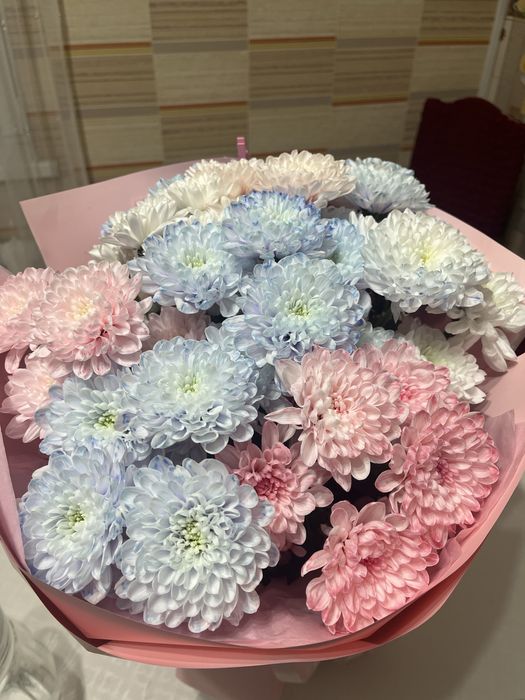 свежый хризонтема саудаласам