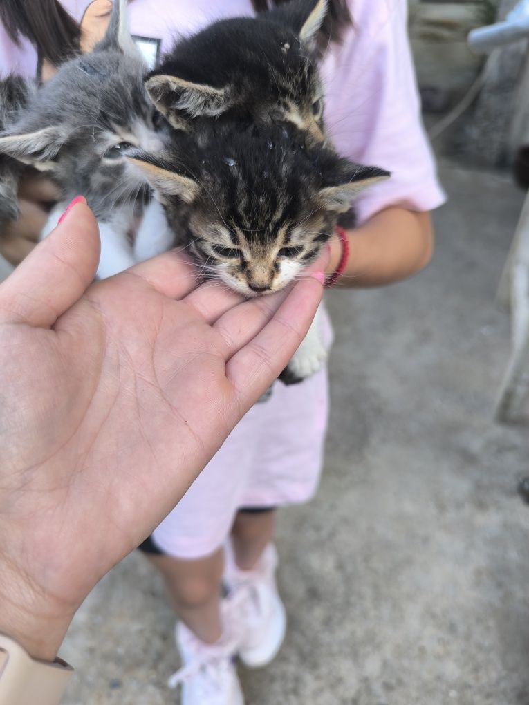 Подарявам котенца