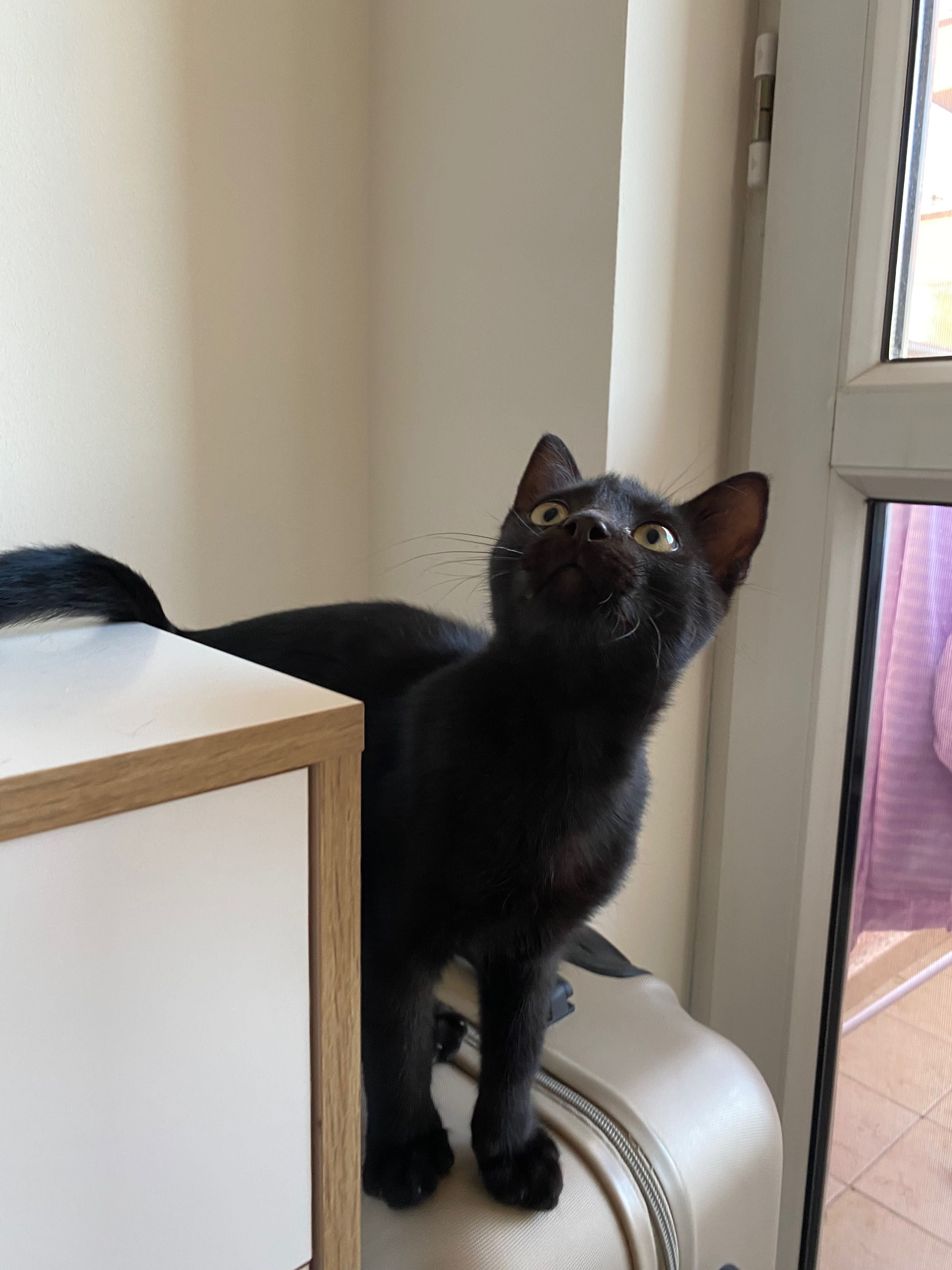 Момиче котка. 3 мес