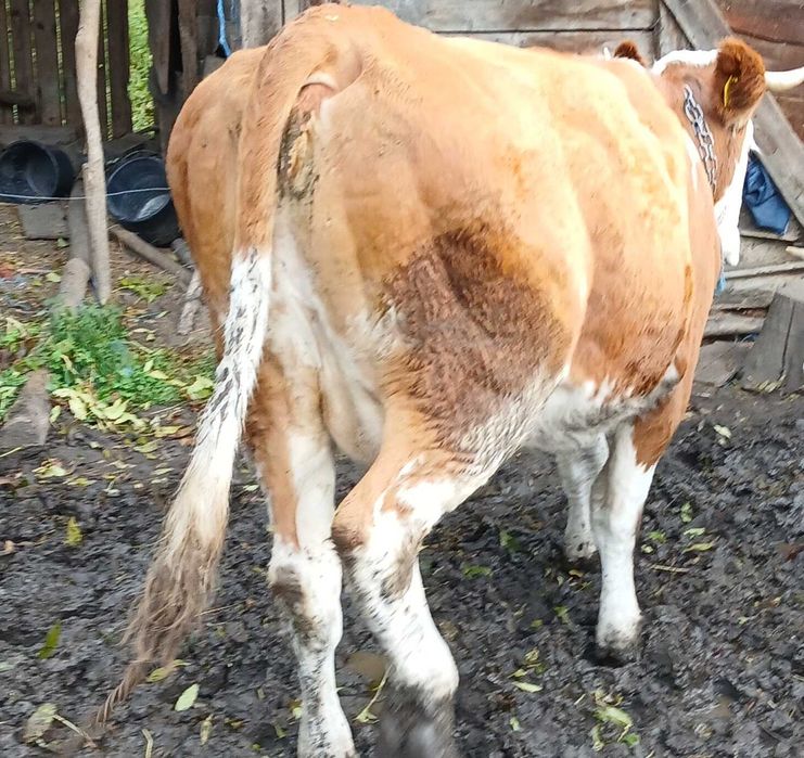 Vând 2 vaci gestante în 2 luni sau la abator