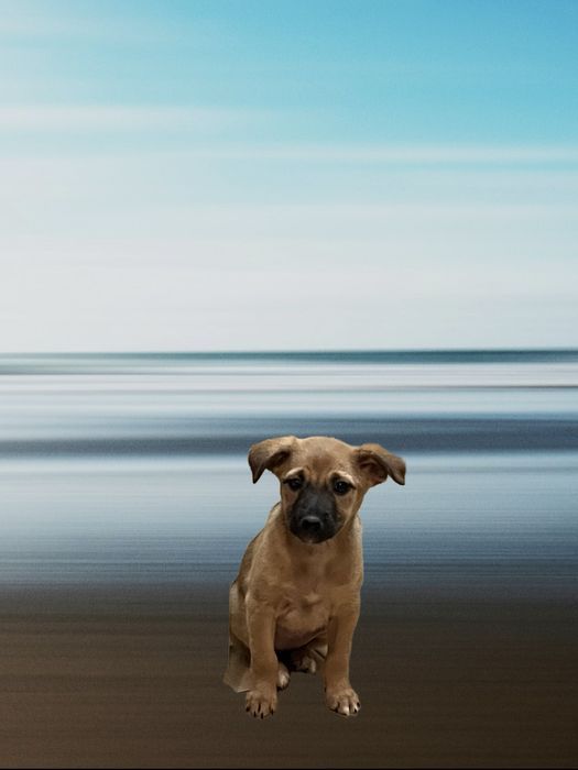 Щенята-задорные собачата