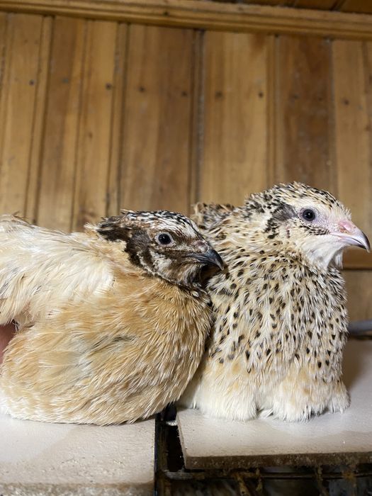 Prepelite carcasa carne, pui si oua de incubat sau consum  Jumbo