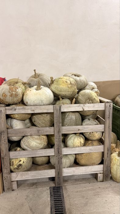 Dovleci – 3 lei/kg