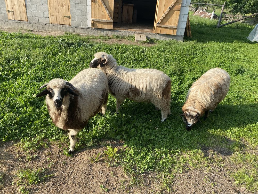 Miei de vanzare.