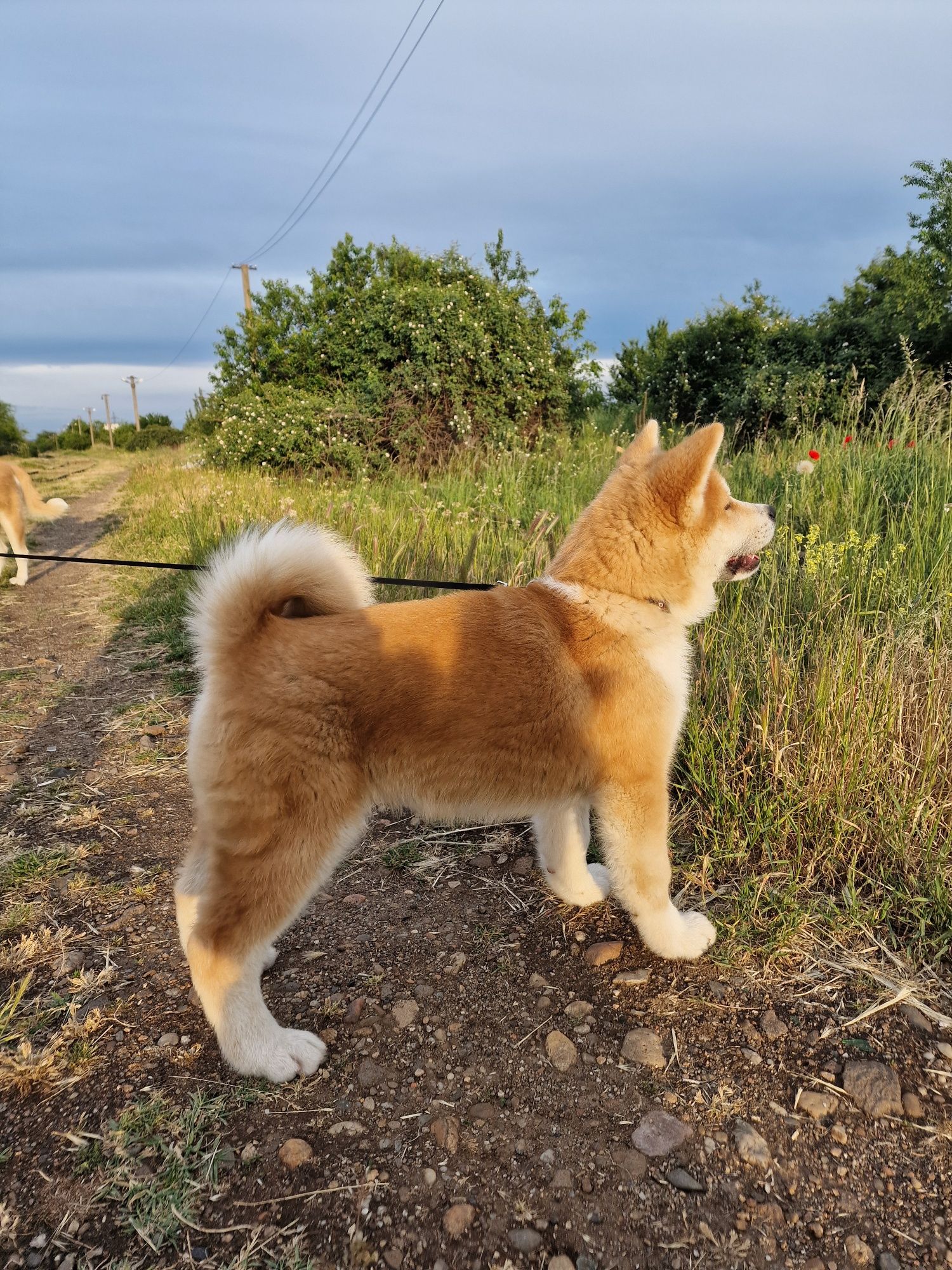 Akita Inu japonez din canisa autorizata