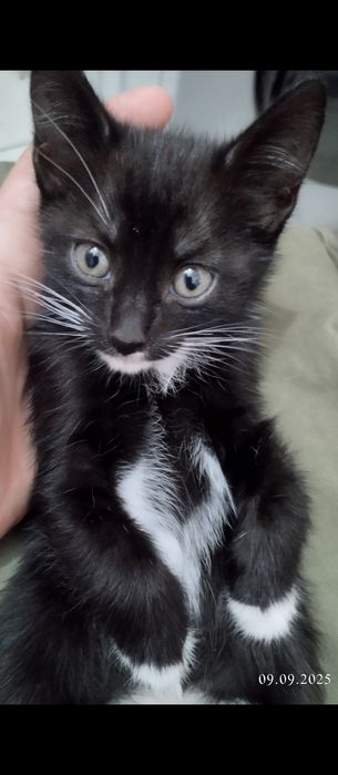 Отдам кошечку в добрые руки