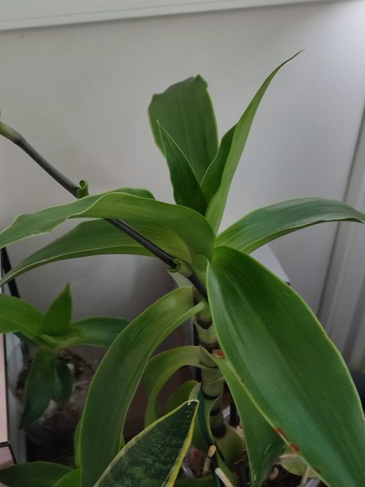 Золотой ус лечебный.