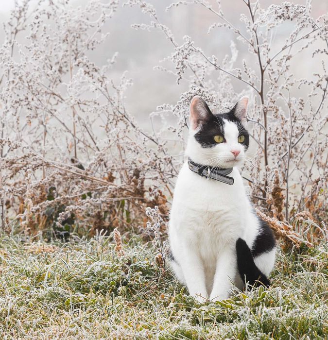 Pet sitting and boarding