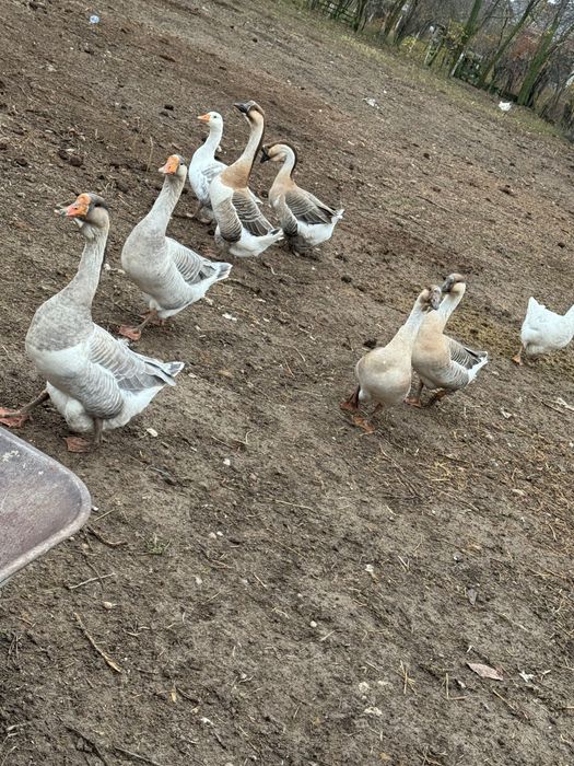 Vand gaste americane si românești