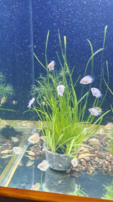 Северум(ложный дискус) 3-5см.Продажа от 10 шт.