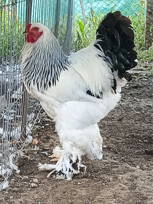 Cocos și găina brahma
