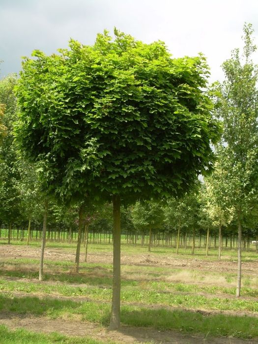 Кълбовиден шестил 200см