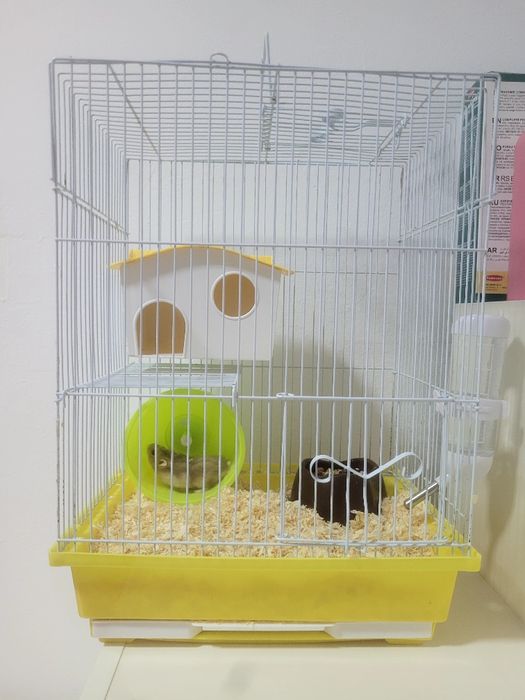 Hamster + cușcă.