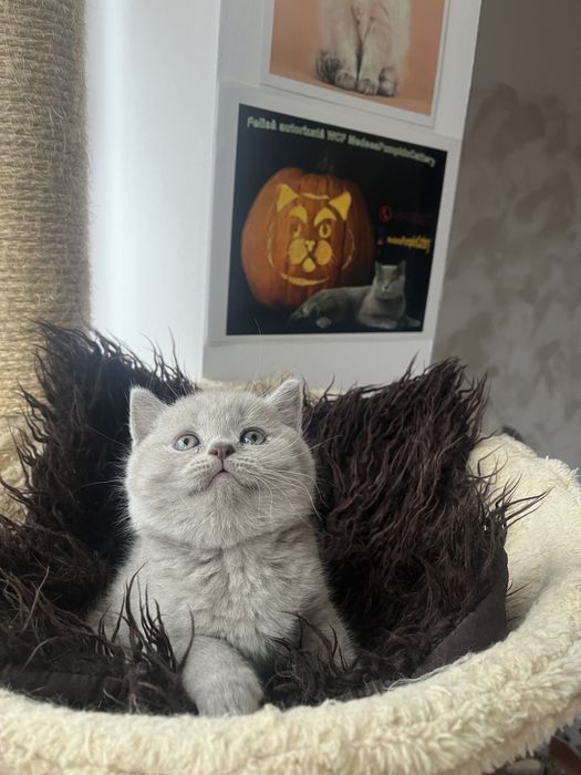 British shorthail lilac