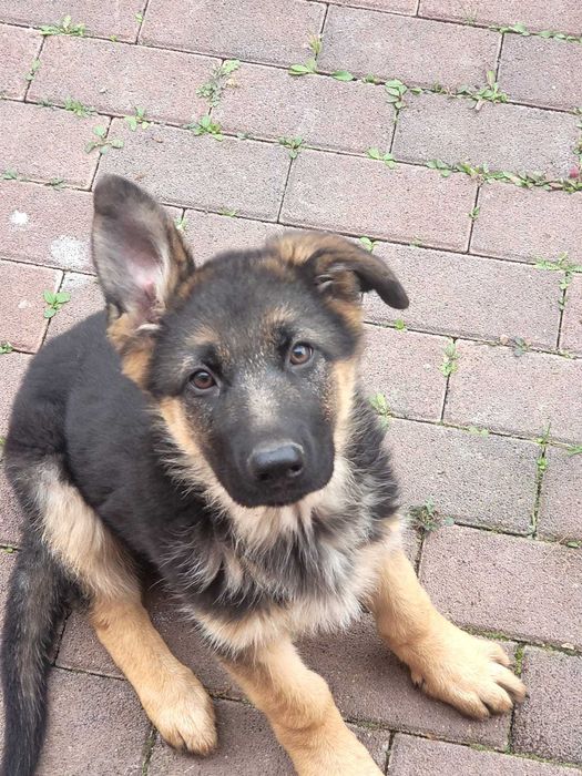 продам щенка немецкой овчарки