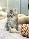 British Longhair