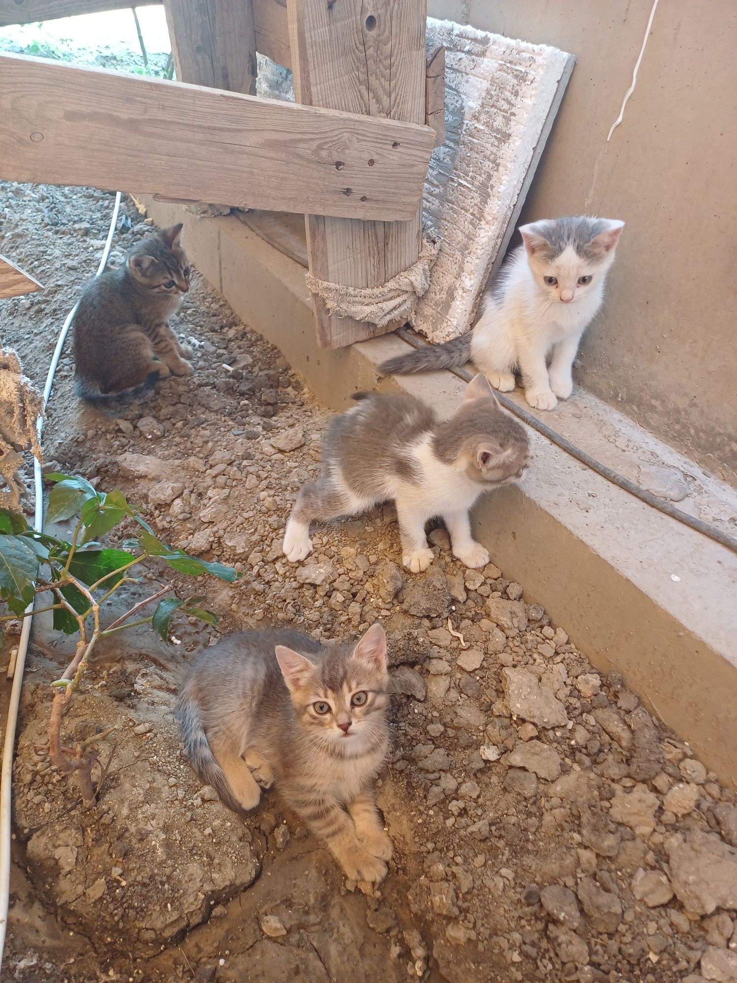 Бесплатно котёнки звоните