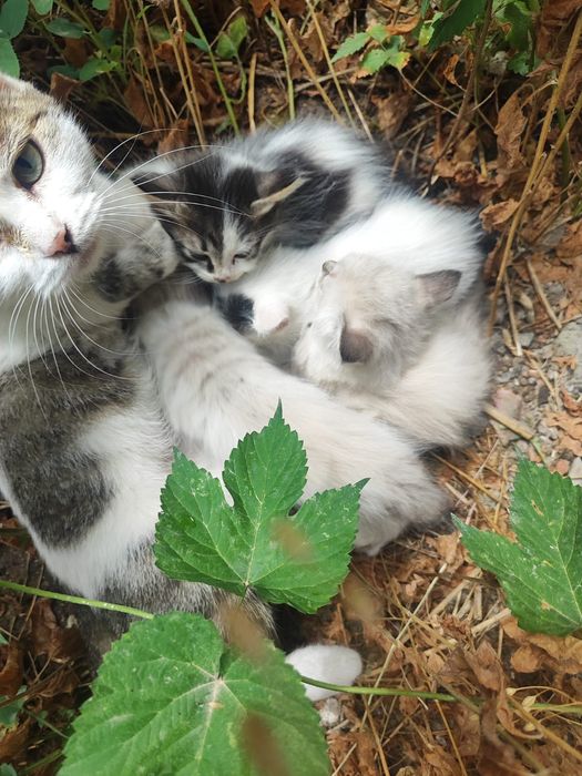 Отдам котят  в добрые руки