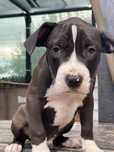 American Bully XL Baietel