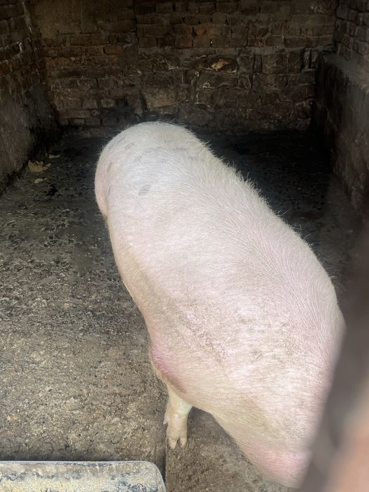 Продавам мъжко прасе