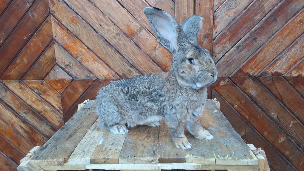 Mascul Urias German Gri