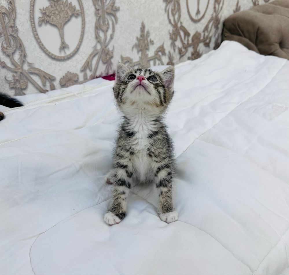 Отдам даром в добрые руки