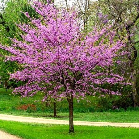 Arborele lui iuda