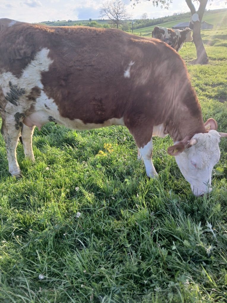 Vând vițea a fata