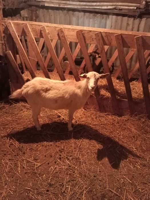 Продам молочных козочек