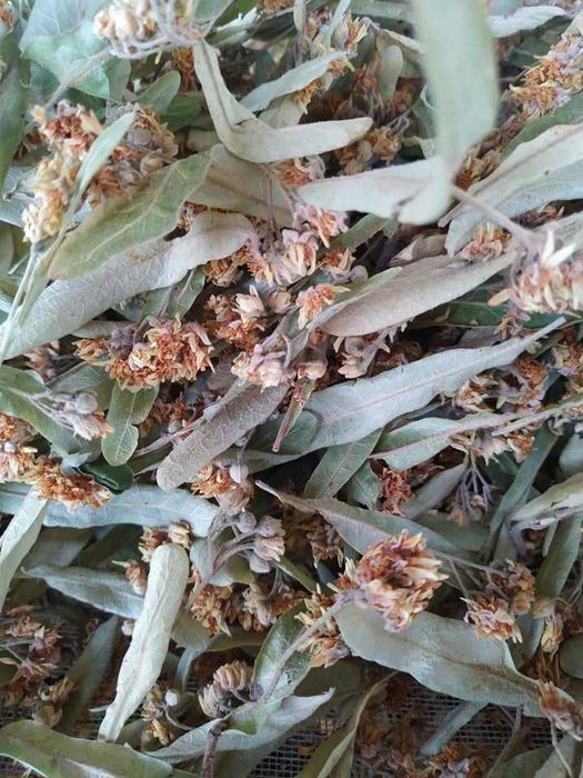 Сушен липов цвят- реколта 2025 г.