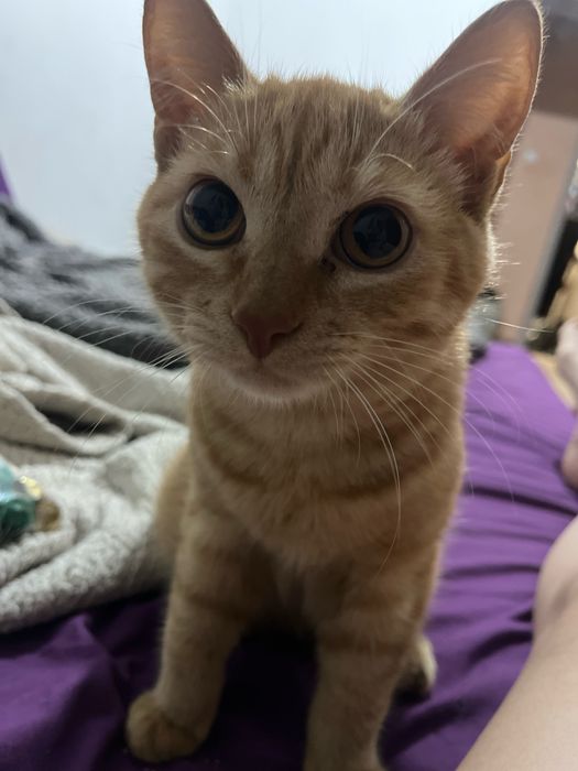 Отдам котят- рыжий и черный