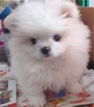 Mascul pomeranian mini alb cu pedigree