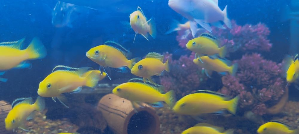 Yellow aralash razmer ishlavotti