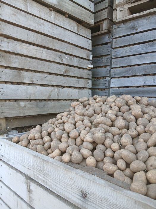 Vând cartofi sămânța