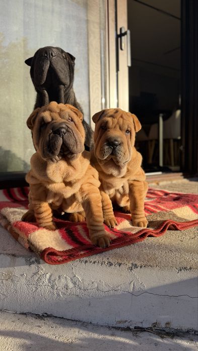 Продавам малки кученца порода Шарпей