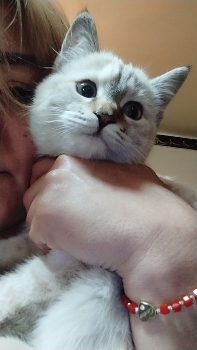 Тайская кошка и кот