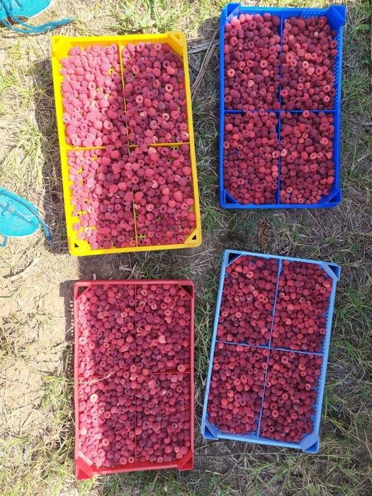 Продавам щайги за малини - различни водове, разполагам с количество
