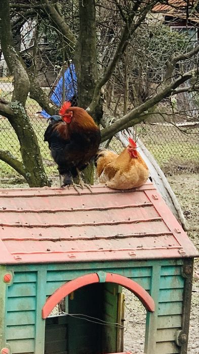 Vand Cocoși si Rațe