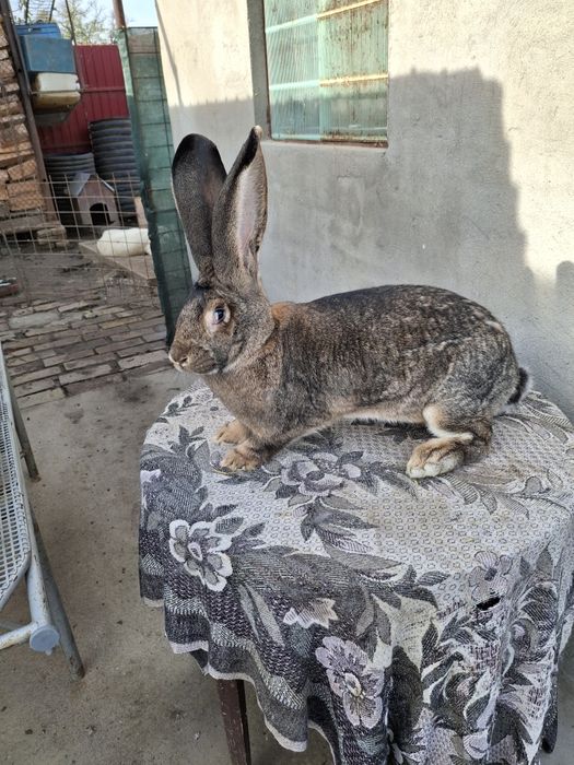 Iepuri uriaș gri german