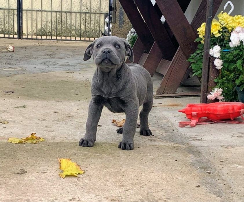 Mascul cane corso