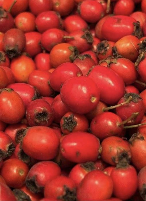 Vând paducel proaspãt