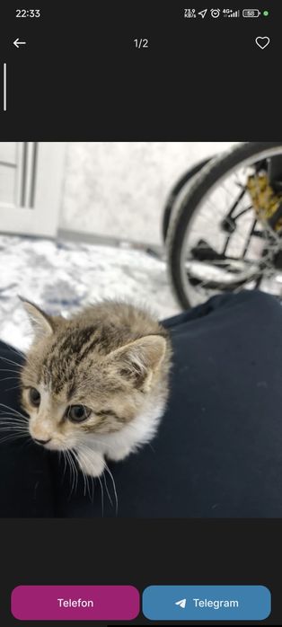 Ikkita qiz bola mushukcha