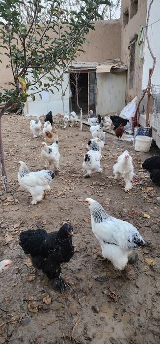 Brama tovuqlar va oddiylari sotiladi tovuqlar tuxumda narxlari har xil
