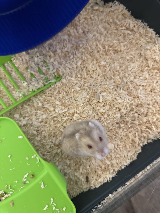 donez hamster cu cusca